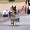 dog walk 2013-5133